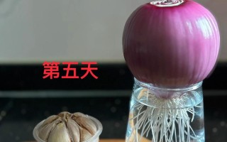 水培洋葱在家怎么种？