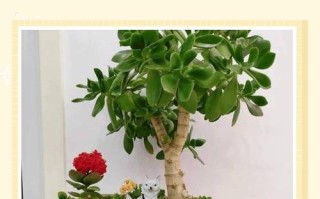 玉树多肉怎么养才能养好？