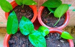 绿萝更适合水培还是土培？