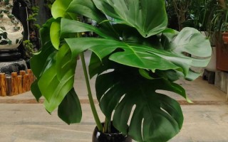 龟背竹水培能养鱼吗？