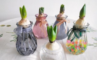 风信子水培花苞发霉怎么办？