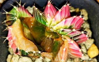 水培仙人球烂了怎么办？