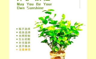 盆栽茉莉有哪些功效与禁忌？