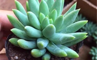 佛手多肉根系是否真的发达？