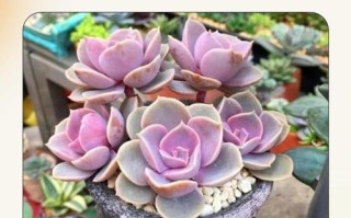 紫珍珠多肉能长多大？