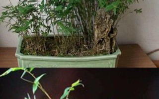 盆栽竹子的品种有几个