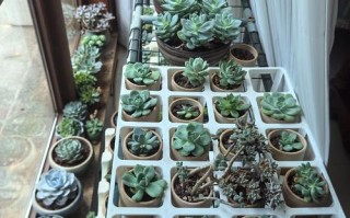 室内多肉冬季需保温吗？