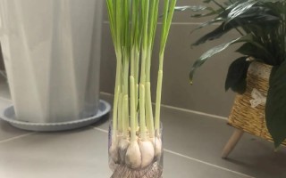 水培大蒜发臭了还能吃吗？