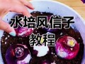 水培风信子养护关键是什么？