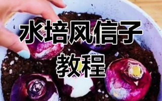 水培风信子养护关键是什么？