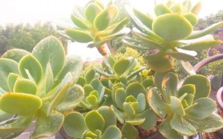 多肉植物温差怎么制造？