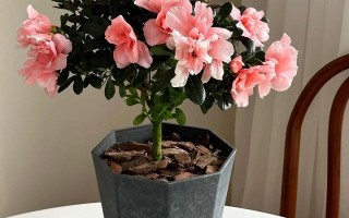 冬天什么盆栽在家好养？