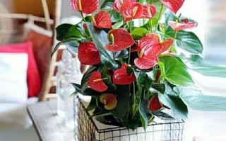 红掌水培玻璃盆怎么选？