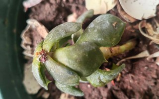 多肉有白色虫子用白醋