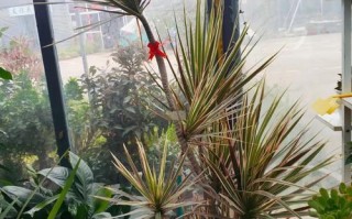 千年木水培快生，如何快速生根？