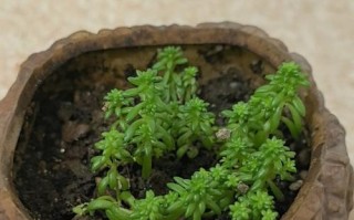 水培绿萝只加水能活吗？