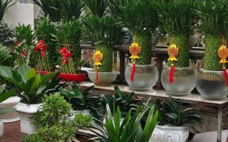 松江区哪里能批发小盆栽？