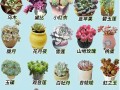 多肉植物如何摆设更美观？