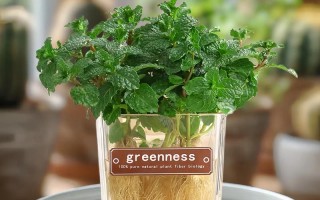 水培薄荷能转土栽吗？