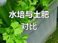 哪些植物适合半土半水栽培？