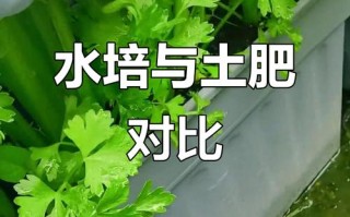 哪些植物适合半土半水栽培？