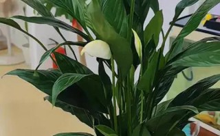 水培白掌为何越长越瘦？