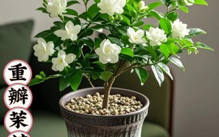 茉莉冬天会开花吗？