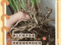 水培白掌烂根了怎么办？