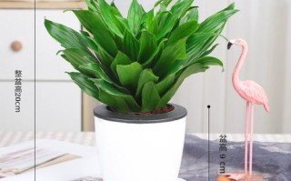 水培太阳神该加多少水合适？