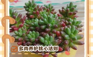 新移植多肉怎么浇水才合适？