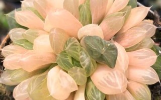 春天养玉露，光照、浇水、施肥要注意啥？