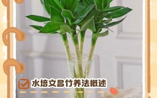 水培文竹根一直泡水里会烂吗？