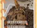 多肉根系裸露怎么处理？