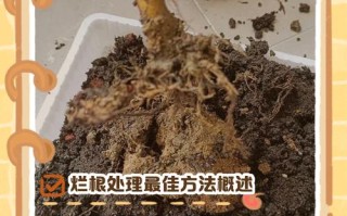 多肉根系裸露怎么处理？