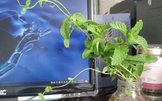 什么水培植物不会烂叶