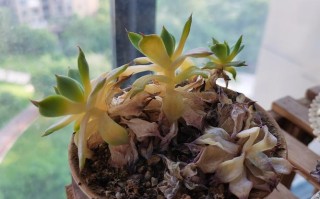 多肉老桩掉光叶子，水培还能活吗？