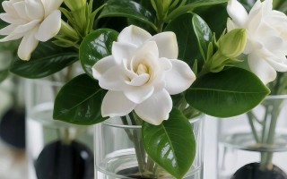 水培栀子花究竟能养多久？