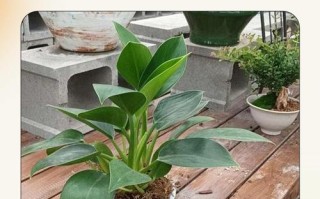 金命适合养水培植物吗？