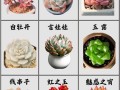 多肉盆栽怎么种？图片大全看这里！