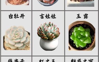 多肉盆栽怎么种？图片大全看这里！