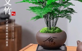 文竹小花盆能栽种吗？