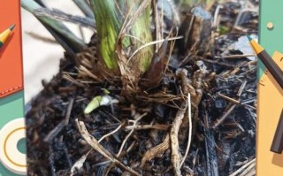 幸福树水培根部发霉怎么办？