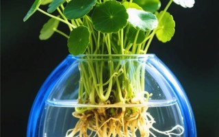 夏季适合水培哪些植物？