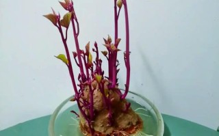 水培红薯为何不发芽？