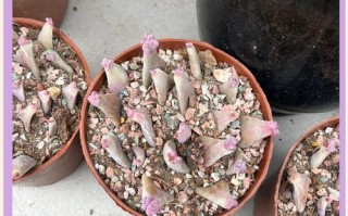 多肉叶片繁殖难？技巧秘诀在这里