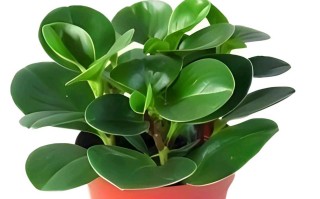 水培豆瓣绿用什么肥料好？