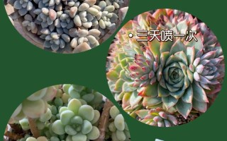 多肉爆侧芽浇水怎么掌握？