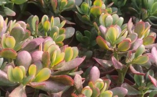 黄花新月多肉几月开花？