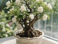 盆栽茉莉需要什么样的土壤？