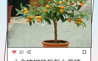 盆栽金桔施肥最佳时间是什么？